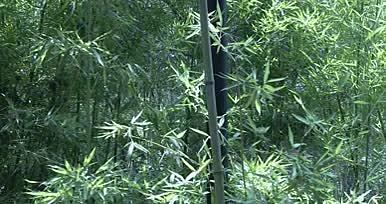 法制公园竹林美景空镜40秒视频的预览图